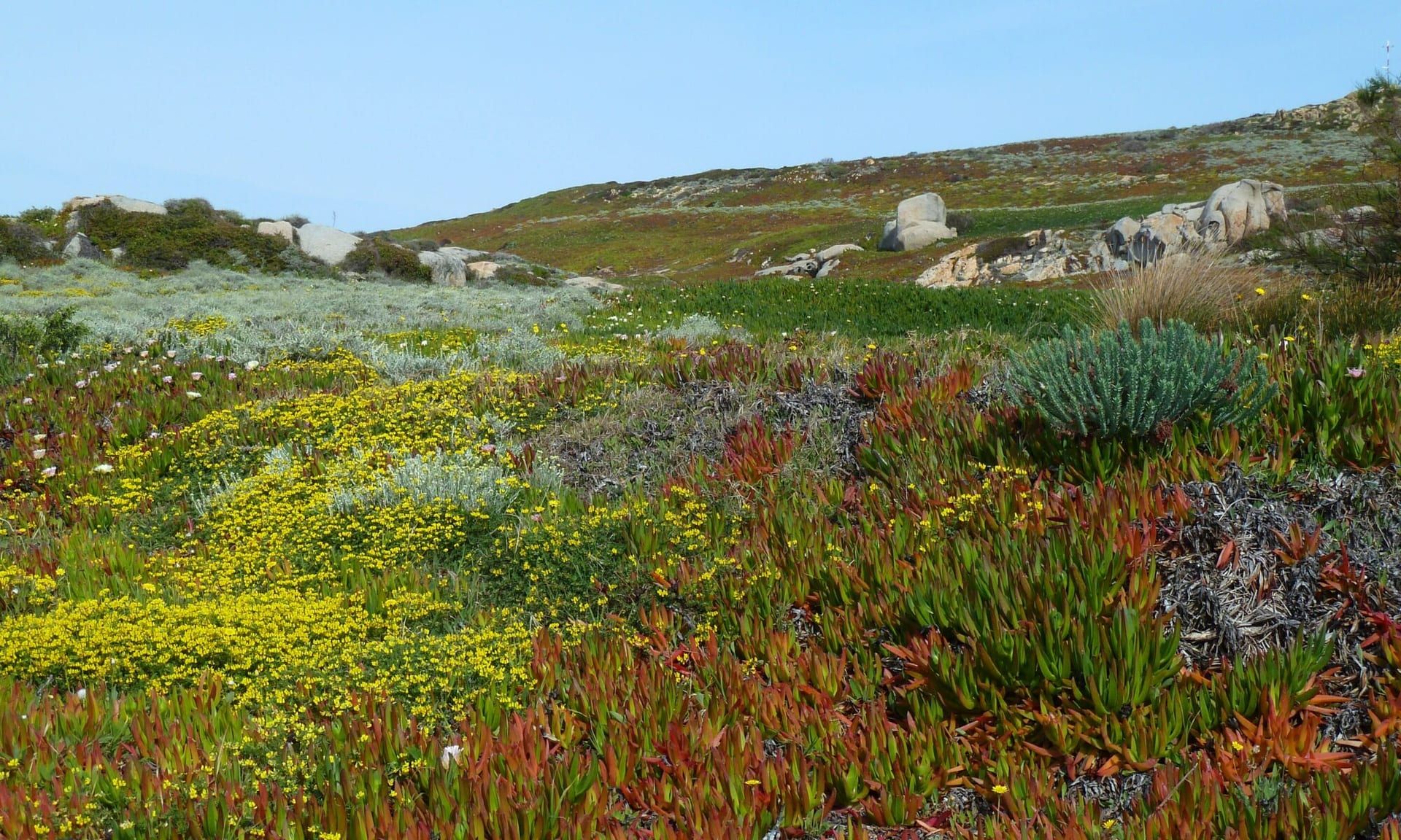 Maquis-Landschaft mit Frühlingsblüten, Sukkulenten und Granitfelsen