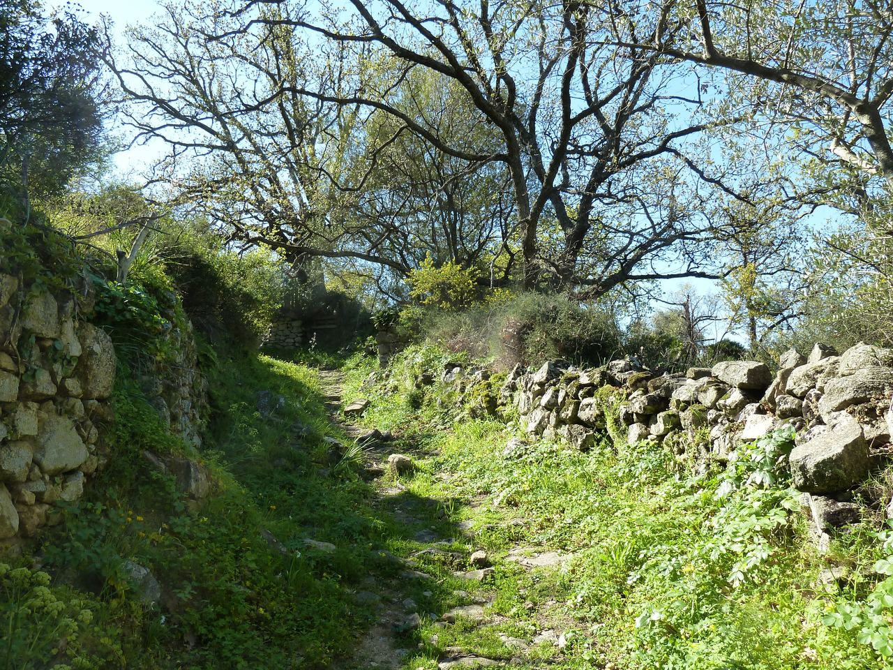Alter, von Natursteinmauern gesäumter Pfad durch grünes Gelände bei Lumio